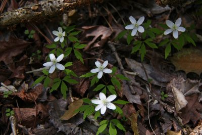 Anemone quinquefolia- Wood Anemone