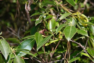 Rough Green Snake