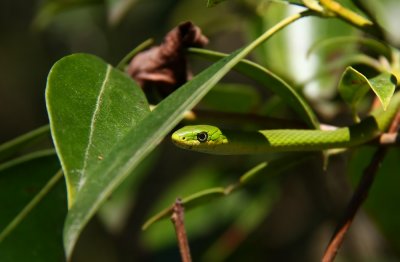Rough Green Snake