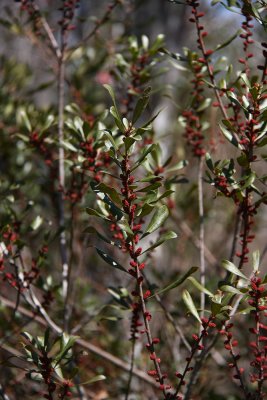 Morella cerifera- Wax Myrtle
