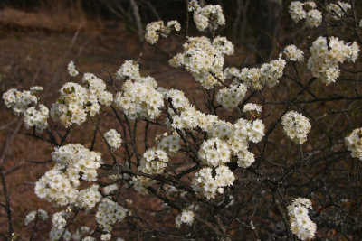 Prunus maritima- Beach Plum