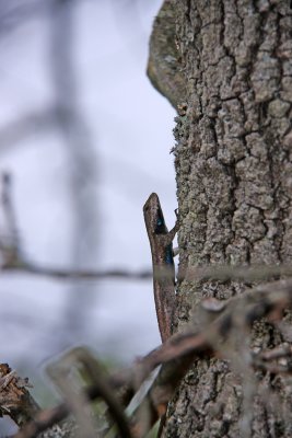 Fence Lizard