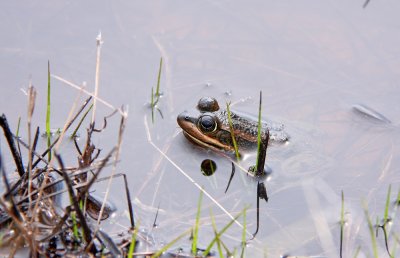 Carpenter Frog
