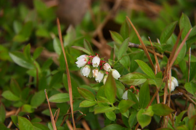 Vaccinium angustifolium- Lowbush Blueberry
