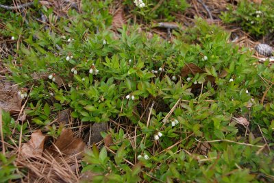 Vaccinium angustifolium- Lowbush Blueberry