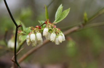 Vaccinium corymbosum- Highbush Blueberry