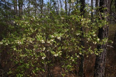 Vaccinium corymbosum- Highbush Blueberry