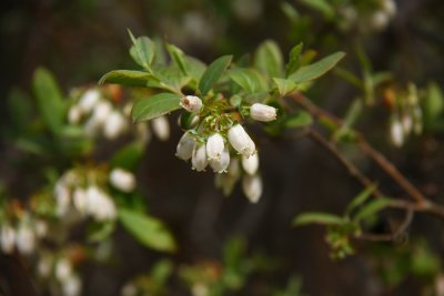 Vaccinium corymbosum- Highbush Blueberry