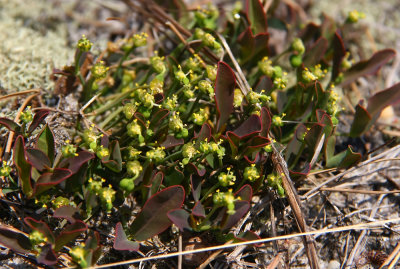 Euphorbia ipecacuanhae- Ipecac Spurge