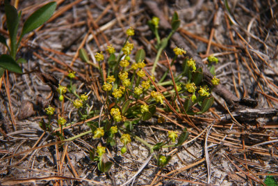 Euphorbia ipecacuanhae- Ipecac Spurge