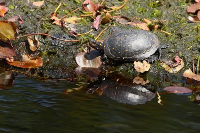 Spotted Turtle