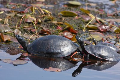 Red-bellied Turtles with Painted Turtle