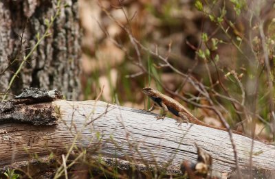 Northern Fence Lizard