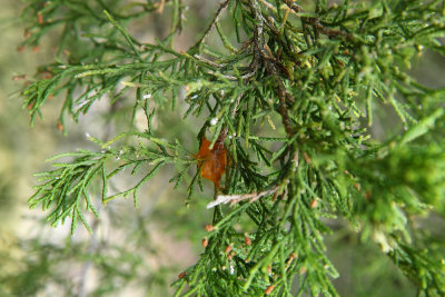 Cedar Apple Rust