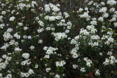 Leiophyllum buxifolium- Sand Myrtle
