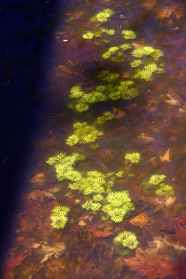 Ranunculus flabellaris- Water Buttercup