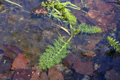 Ranunculus flabellaris- Water Buttercup