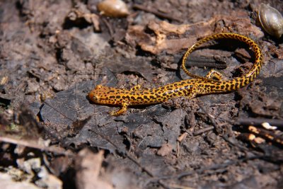 Long-tailed Salamander