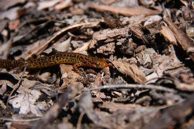 Long-tailed Salamander