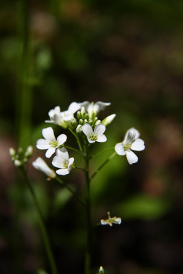 Cardamine bulbosa- Spring Cress