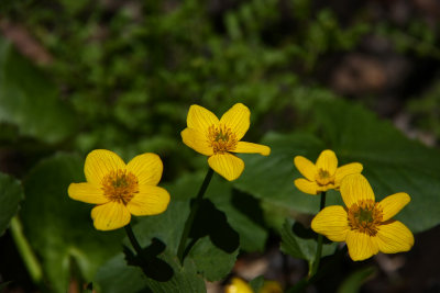 Caltha palustris- Marsh Marigold