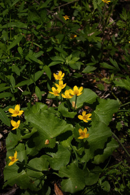 Caltha palustris- Marsh Marigold
