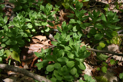 Sedum purpureum- Live Forever