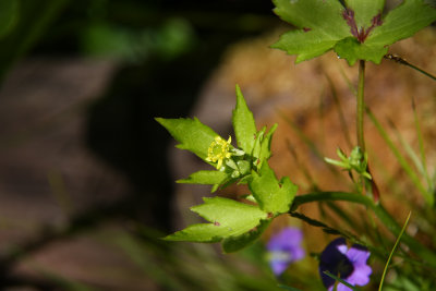 Ranunculus recurvatus- Hooked Buttercup