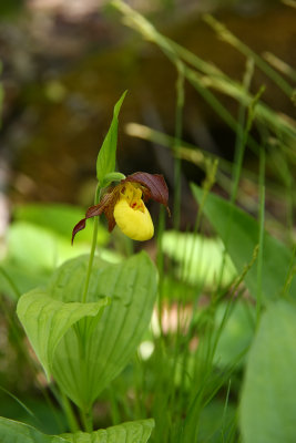 Cypripedium parviflorum var. makasin- Fen Small Yellow Lady's Slipper