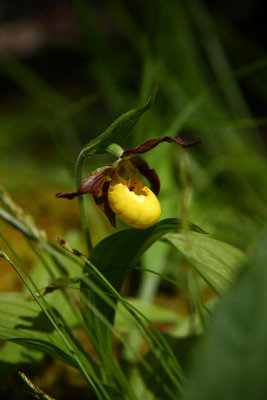 Cypripedium parviflorum var. makasin- Fen Small Yellow Lady's Slipper