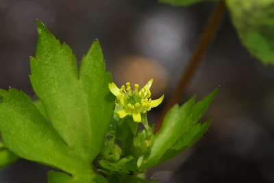 Ranunculus recurvatus- Hooked Buttercup