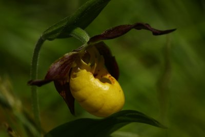 Cypripedium parviflorum var. makasin- Fen Small Yellow Lady's Slipper