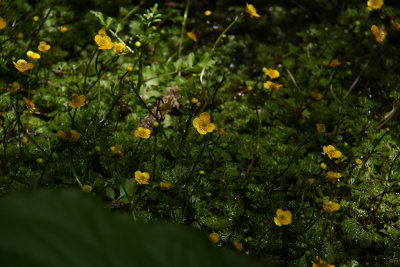 Ranunculus flabellaris- Yellow Water Buttercup