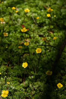 Ranunculus flabellaris- Yellow Water Buttercup