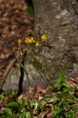 Senecio obovatus- Round-leaved Ragwort