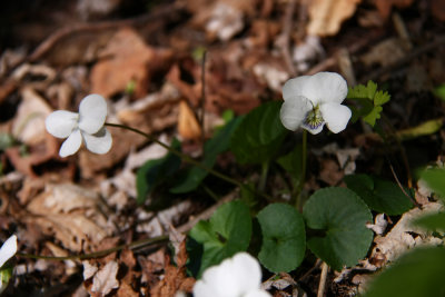 Viola blanda(?)- Sweet White Violet