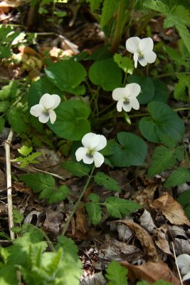 Viola blanda(?)- Sweet White Violet