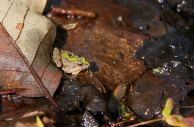 Northern Cricket Frog