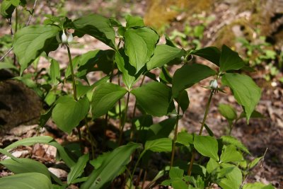 Trillium cernuum- Nodding Trillium