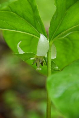 Trillium cernuum- Nodding Trillium