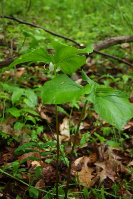 Trillium cernuum- Nodding Trillium