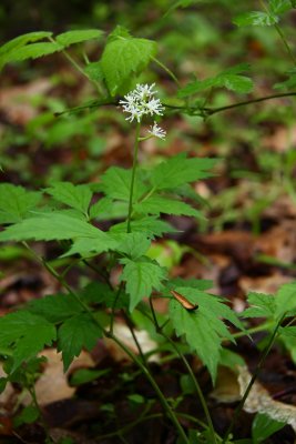 Actaea pachypoda- White Baneberry