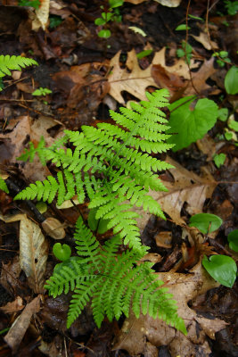 Phegopteris hexagonoptera- Broad Beech Fern