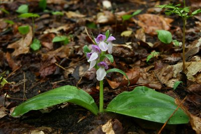 Galearis spectabilis- Showy Orchis