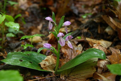 Galearis spectabilis- Showy Orchis