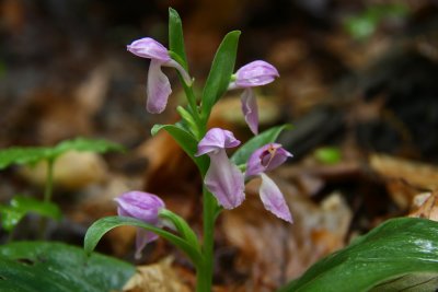 Galearis spectabilis- Showy Orchis