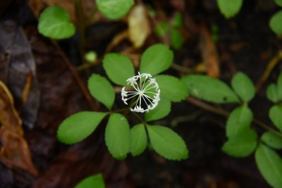 Panax trifolius- Dwarf Ginseng