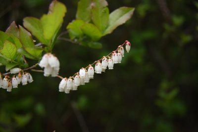 Leucothoe racemosa- Fetterbush (Dog Hobble)