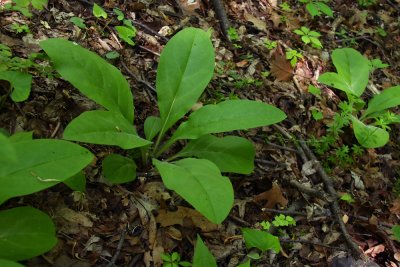 Cynoglossum virginianum- Wild Comfrey
