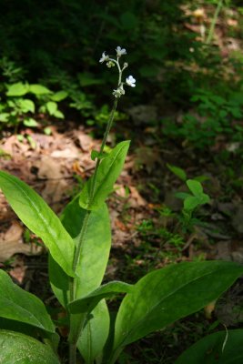 Cynoglossum virginianum- Wild Comfrey
